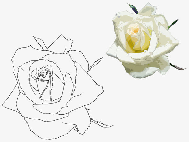 手绘玫瑰花