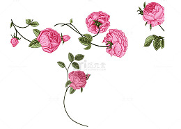 粉红玫瑰花手绘插画