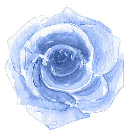 蓝玫瑰花