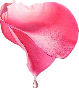 玫瑰花瓣