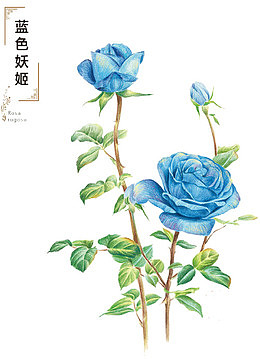 蓝色妖姬