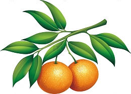 砂糖橘树枝