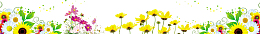 路边的野花