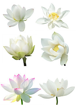 白色莲花素材背景