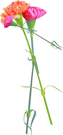 创意海报植物花朵效果教师节