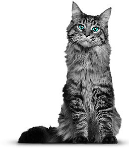 黑花猫咪
