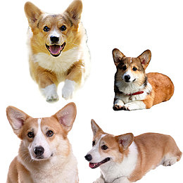 可爱柯基犬