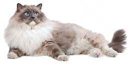 灰色波斯猫
