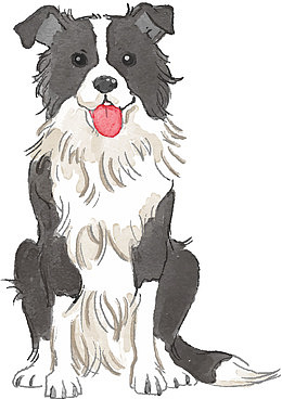 手绘插画风格边牧狗狗正面