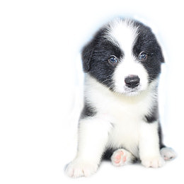 坐立幼犬边牧宝宝