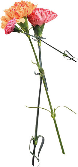 高清摄影红色的菊花教师节快乐