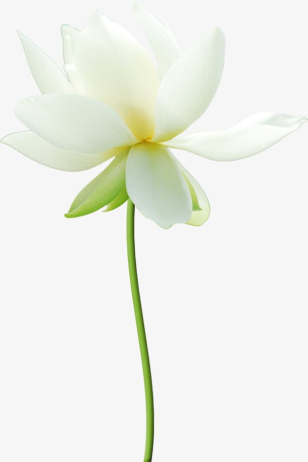 唯美花卉图片创意花卉图片  白