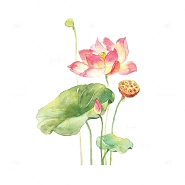 手绘荷花素材