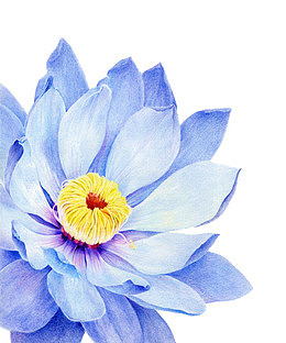 手绘蓝色莲花