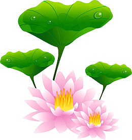 手绘荷花