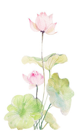 荷花素材