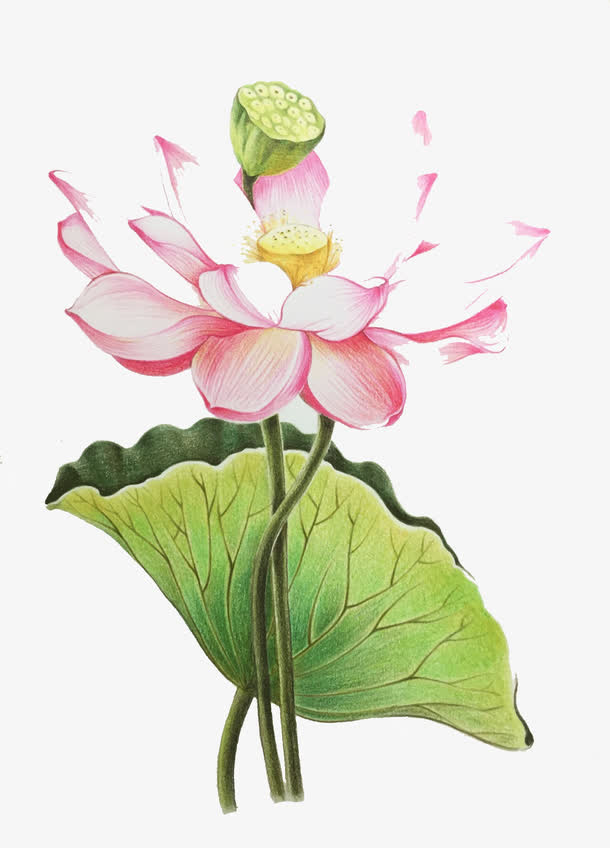 唯美手绘荷花素材免费下载_觅元素