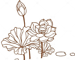 莲花儿线稿