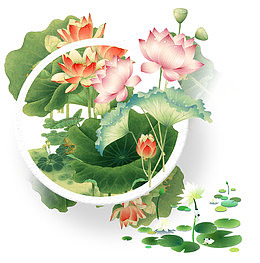 荷塘荷花