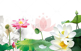 手绘荷花免抠素材