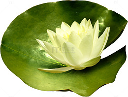手绘荷花