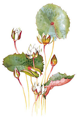 一组手绘莲花