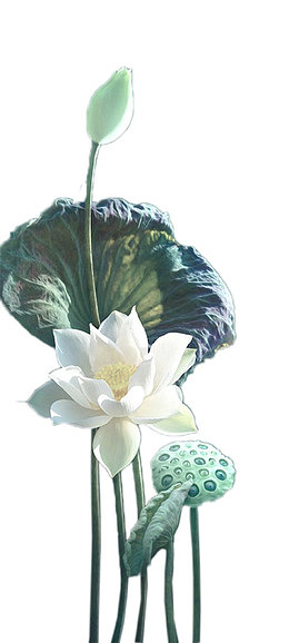 矢量手绘荷花