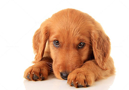 趴着的金毛犬