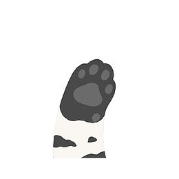 白色黑色灰色的猫爪
