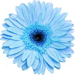 花卉