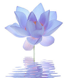 蓝莲花