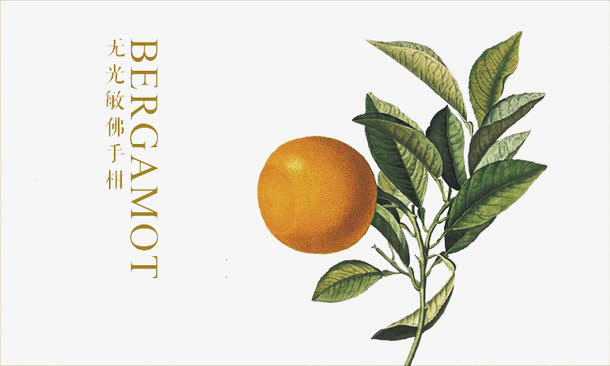 手绘佛手柑免抠素材免费素材