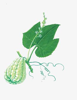 佛手瓜盆栽植物