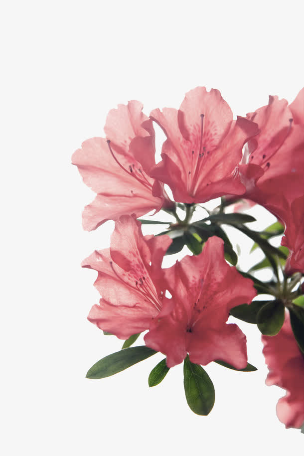 杜鹃花素材免费下载_觅元素