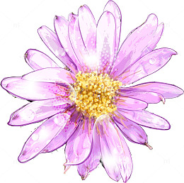 粉色水彩菊花矢量素材