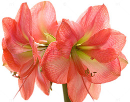 杜鹃花花朵免抠图像