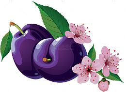 手绘紫色李子