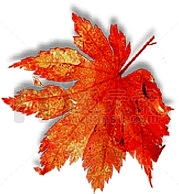 秋天红色单片枫叶