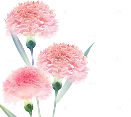 教师节卡通康乃馨粉色