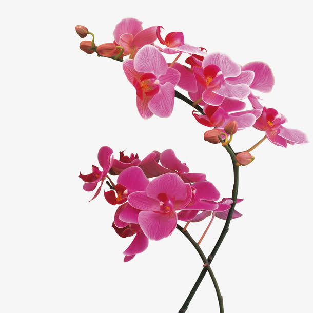 蝴蝶兰素材免费下载_觅元素