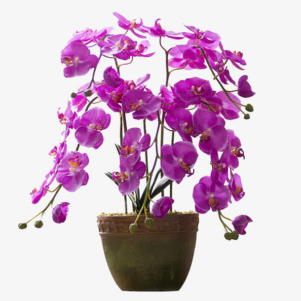 一盆盛开的蝴蝶兰素材免费下载_觅元素