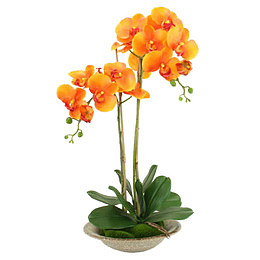 橙色蝴蝶兰白色花瓶软装装饰