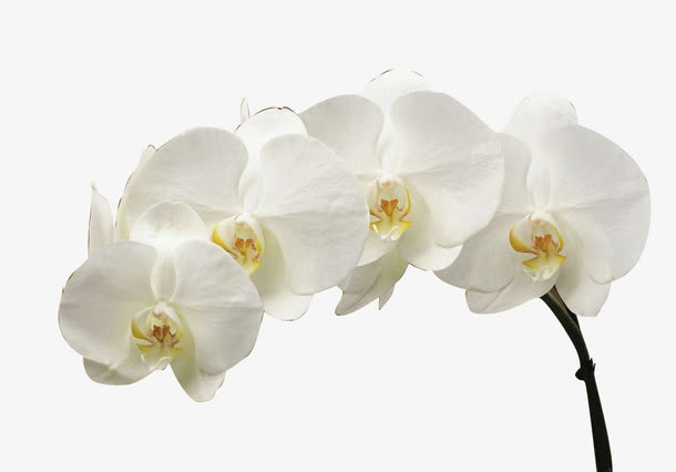 纯白色单枝蝴蝶兰素材免费下载_觅元素