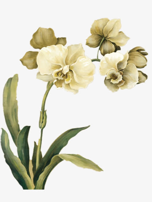 静雅的蝴蝶兰素材免费下载_觅元素