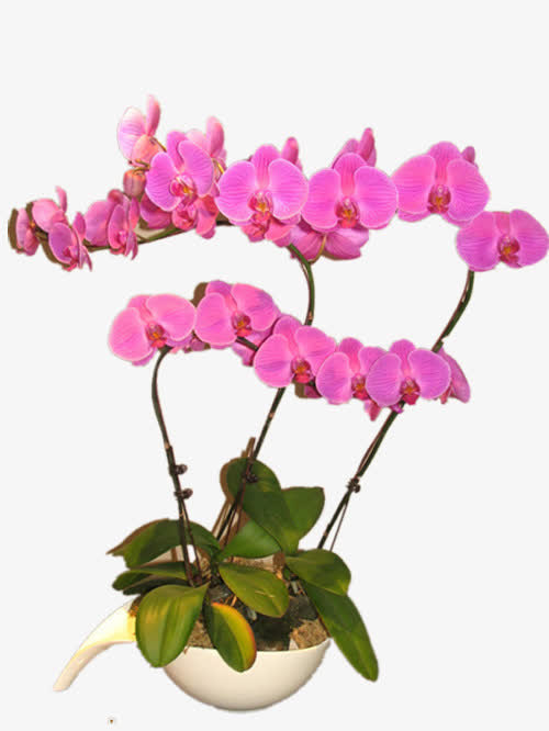 极品蝴蝶兰素材免费下载_觅元素