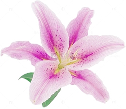水彩效果红色的百合花教师节礼物