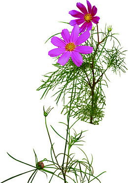 摄影紫色的花朵效果设计教师节元素专题