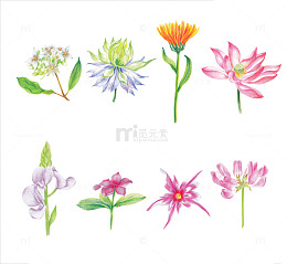 各种花手绘