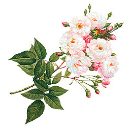粉白色花朵