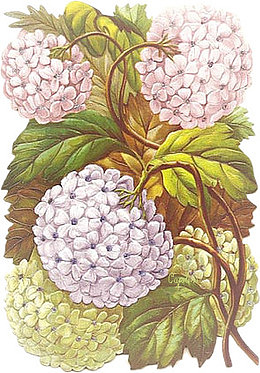 卡通花饰图案手绘元素 绣球花